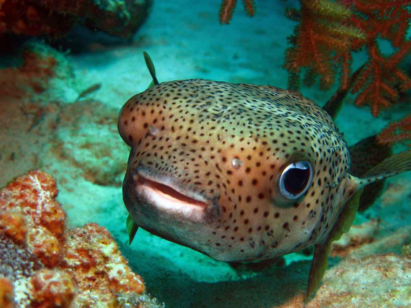 pufferfish caribbean