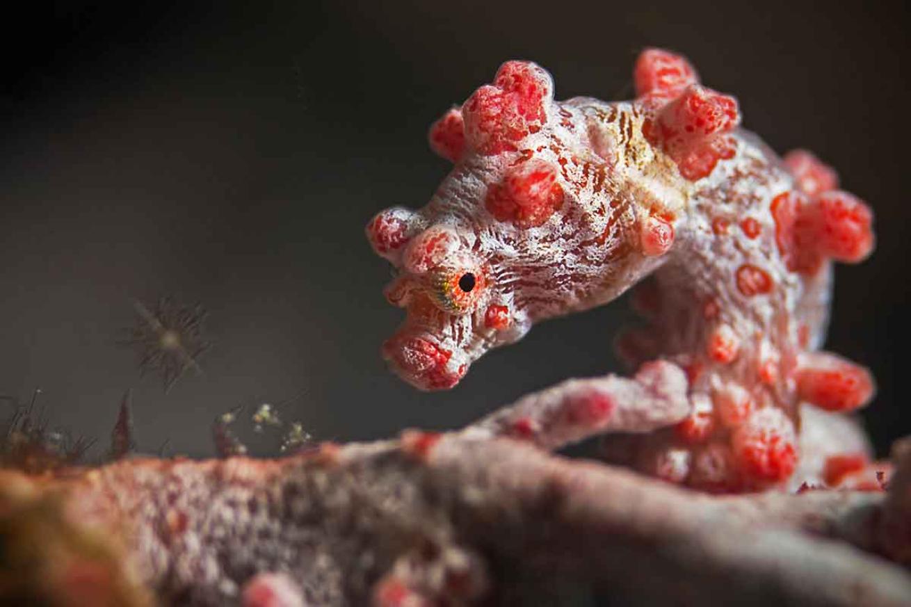 pygmy seahorse facts