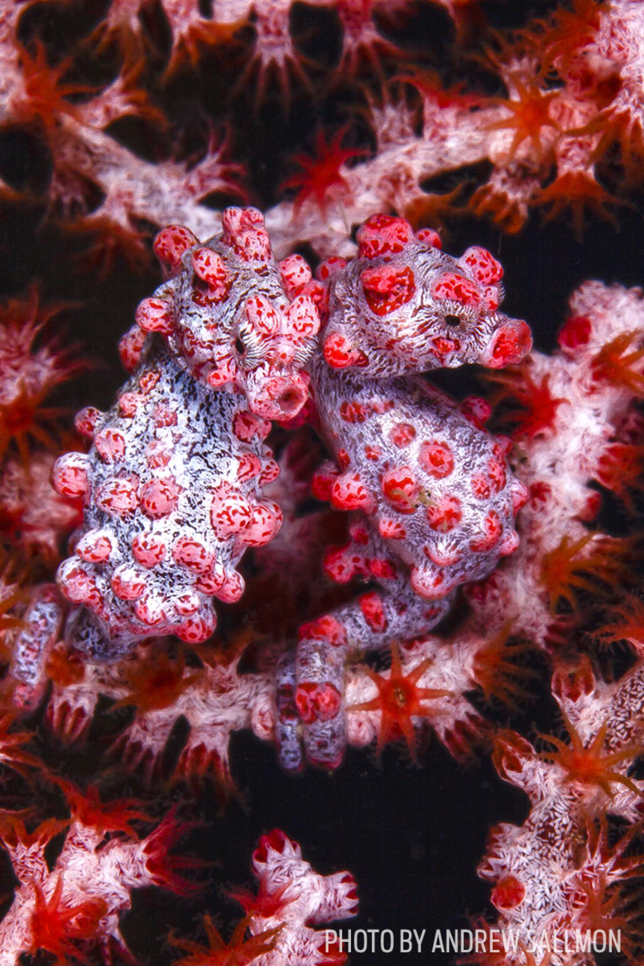 pygymy seahorse photo