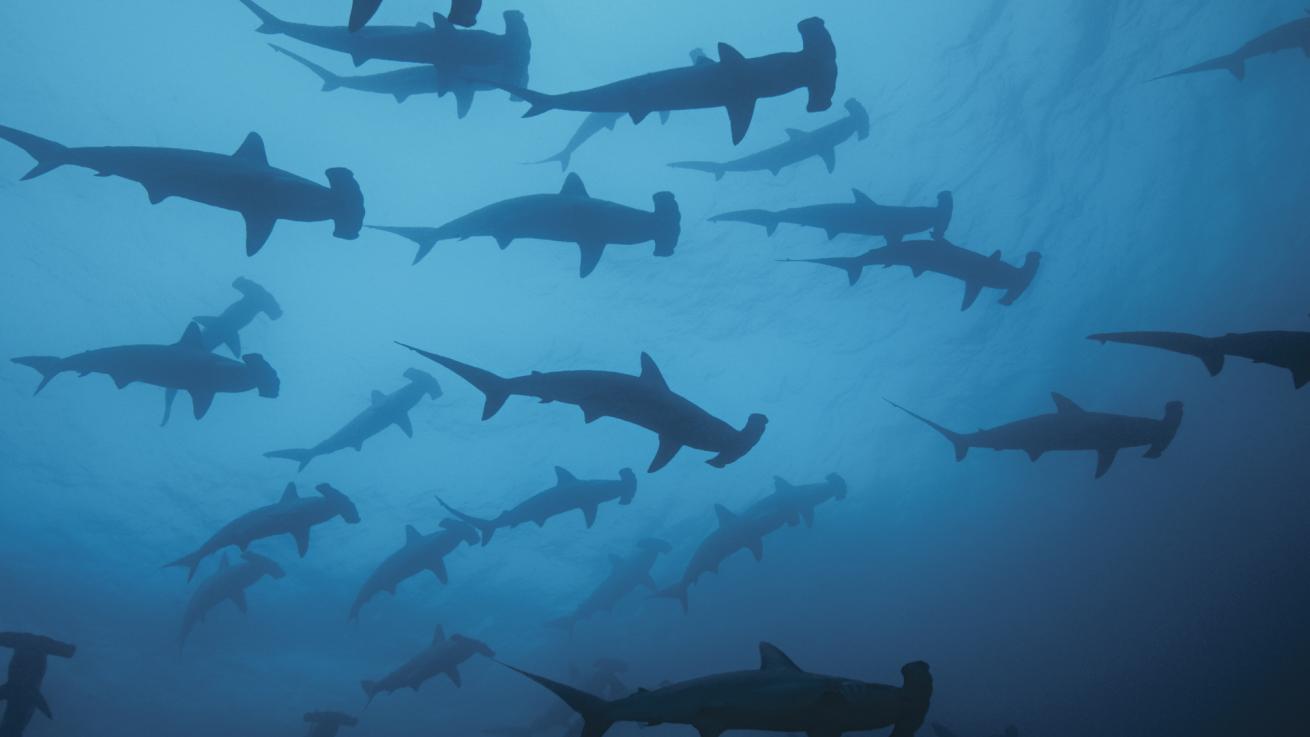 Scalloped hammerheads in the Galapagos enchant divers who trek to these waters to learn more.