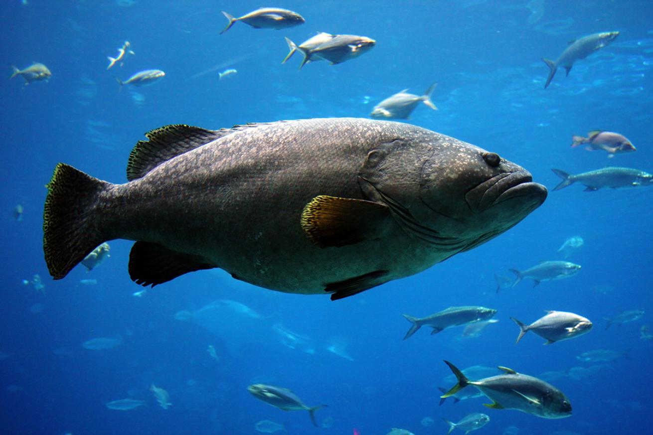 Queensland grouper in an aquarium