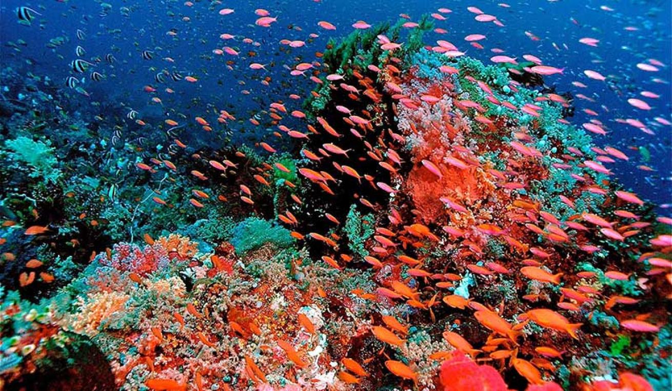 Dampier Strait, Raja Ampat