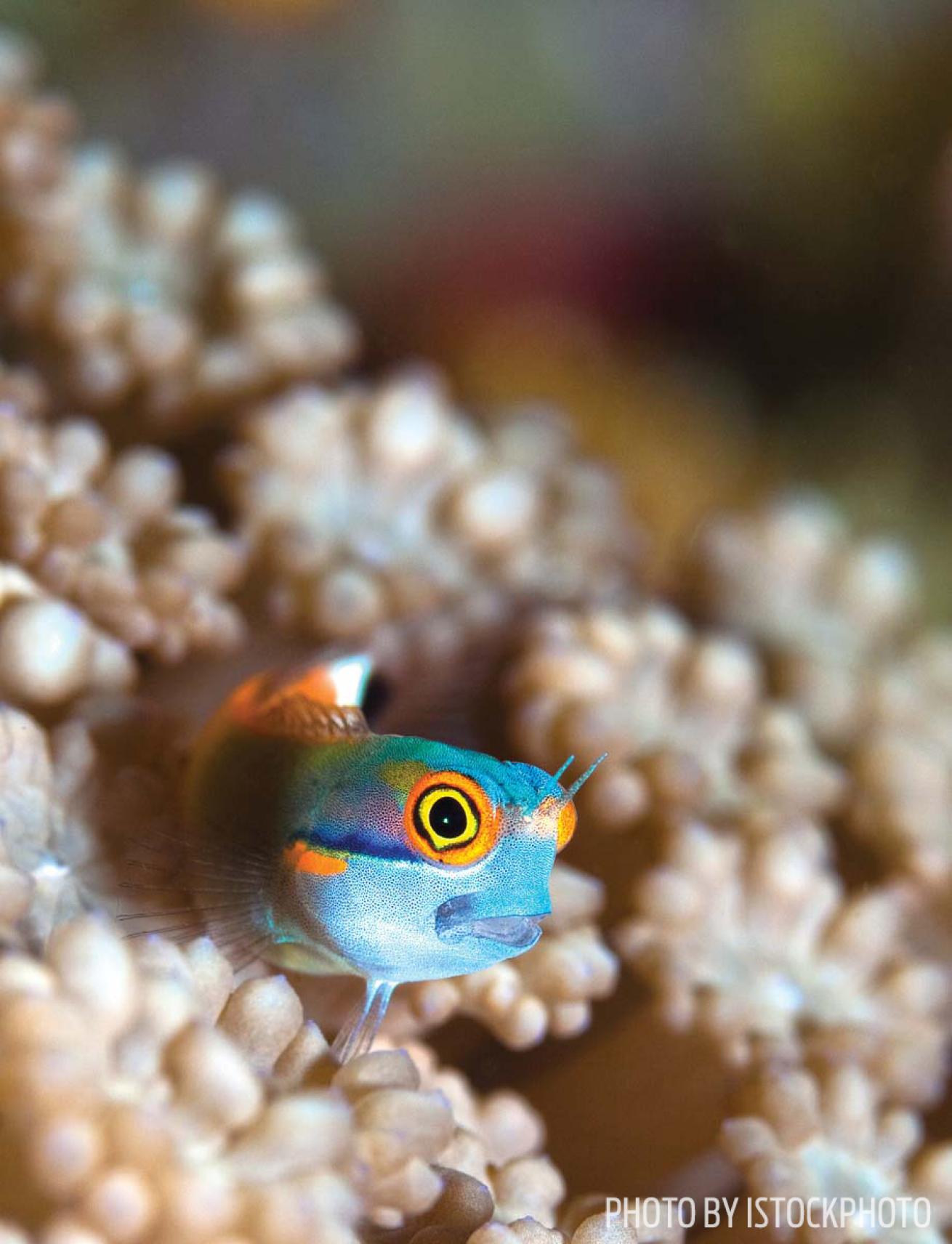 blenny raja ampat