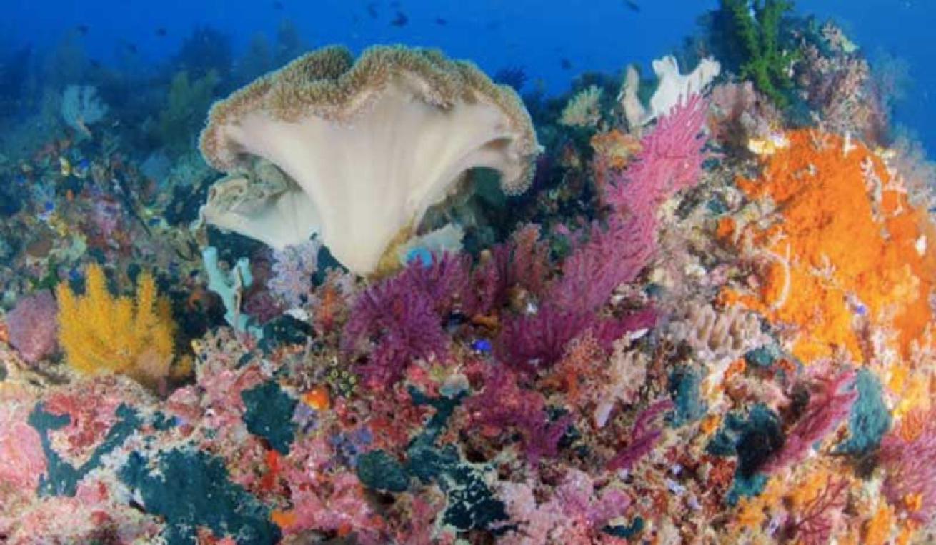 Raja Ampat Coral Garden