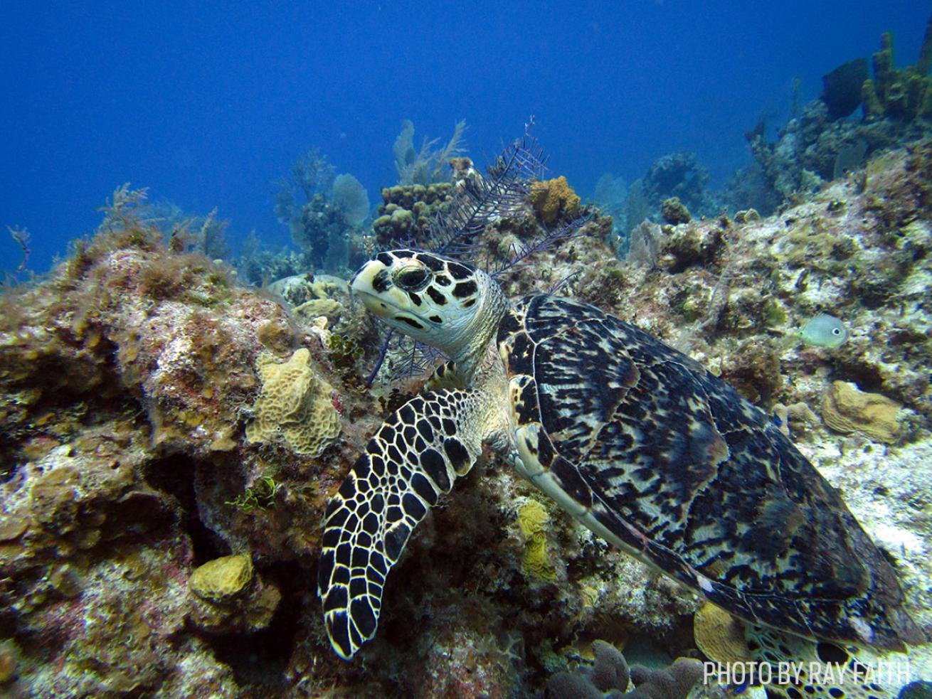 sea turtle