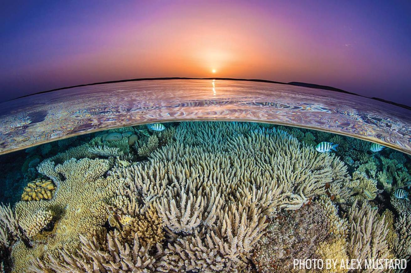 Red sea reef photo
