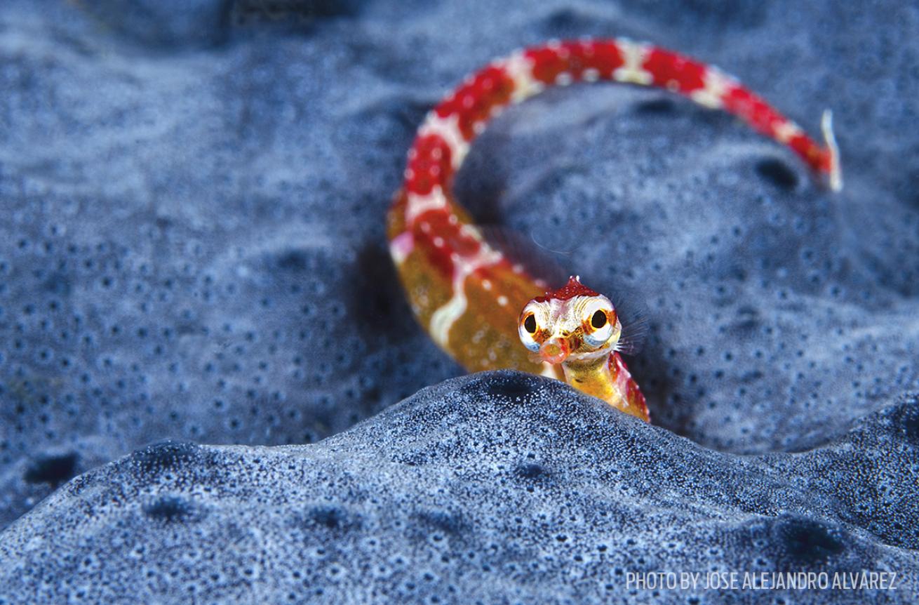 red spotted barnacle blenny
