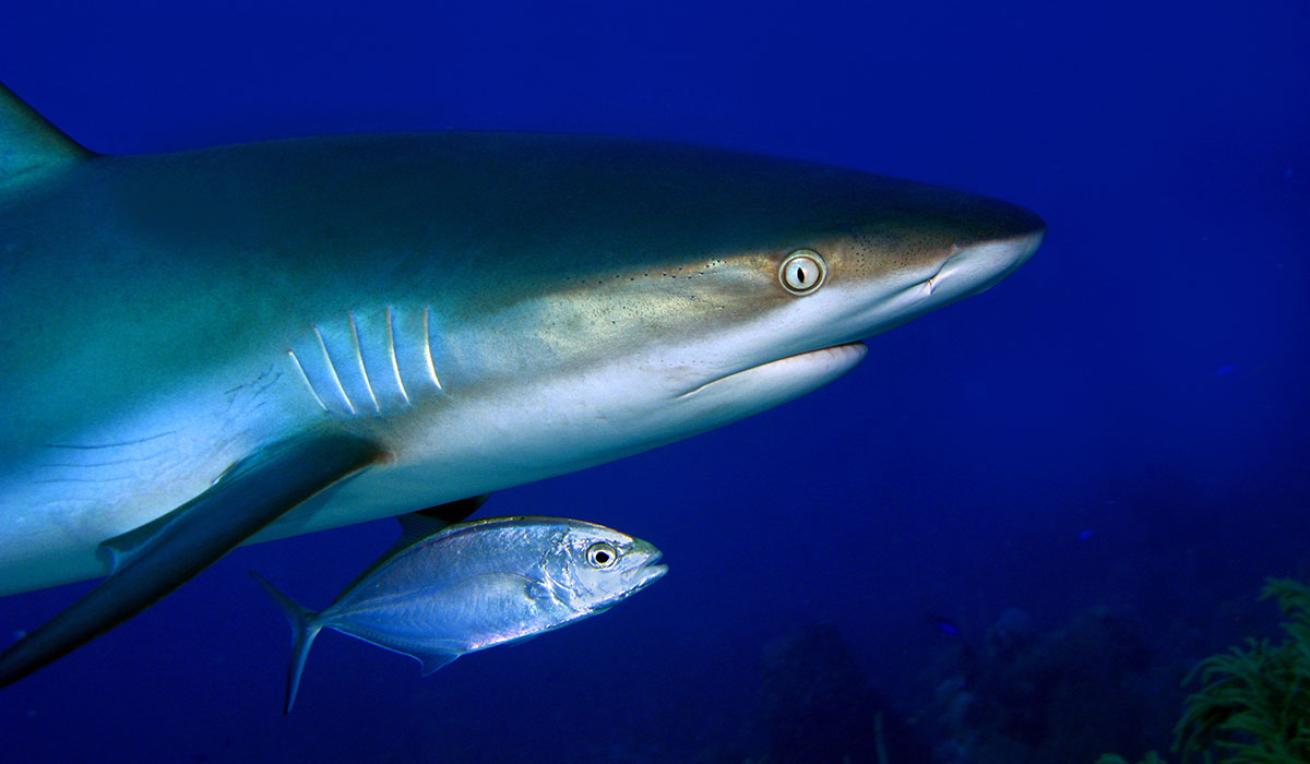 reef shark