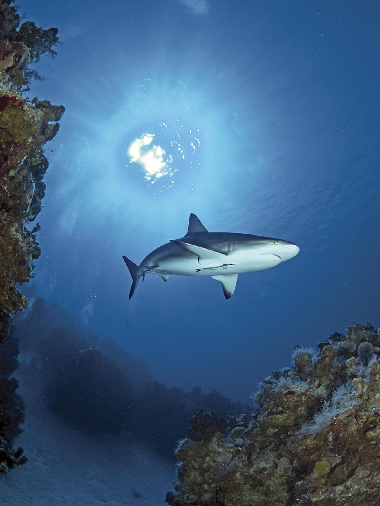 A Caribbean reef shark circles