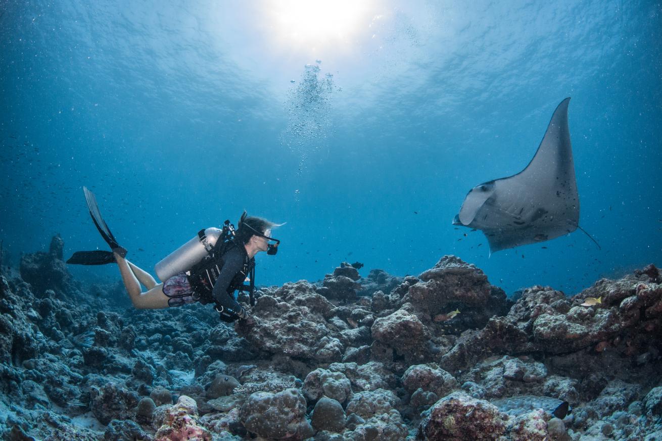 manta and diver in Maldives