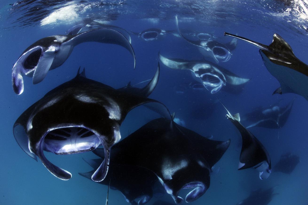 manta mass feeding in Maldives