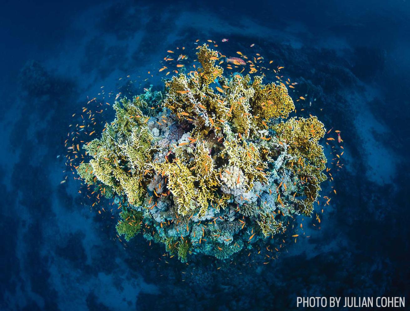 Reefscape photography tips