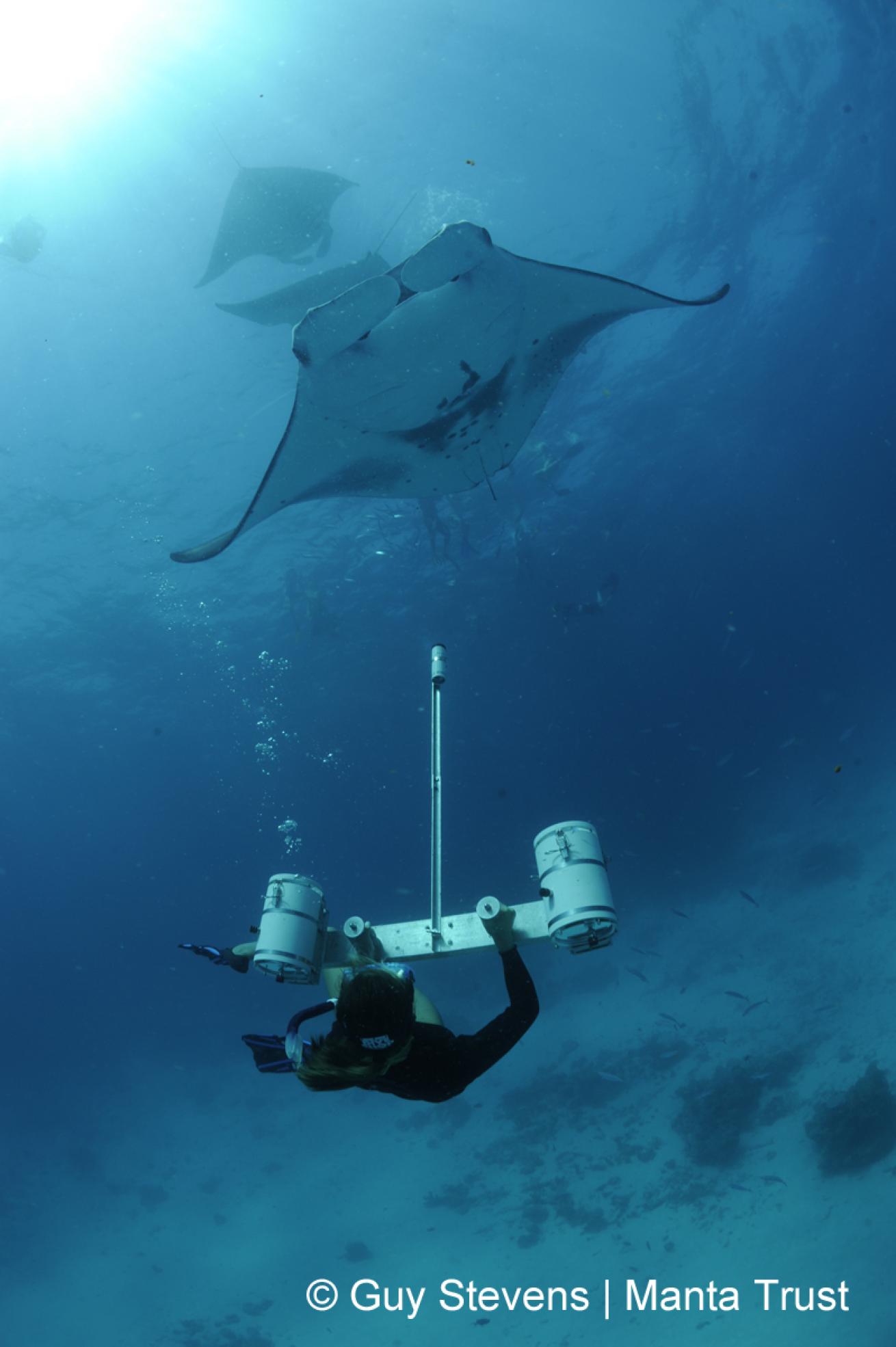 Manta Trust Expedition