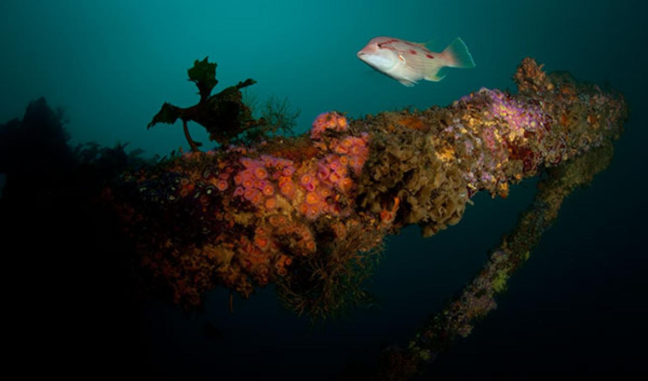 scuba diving new zealand
