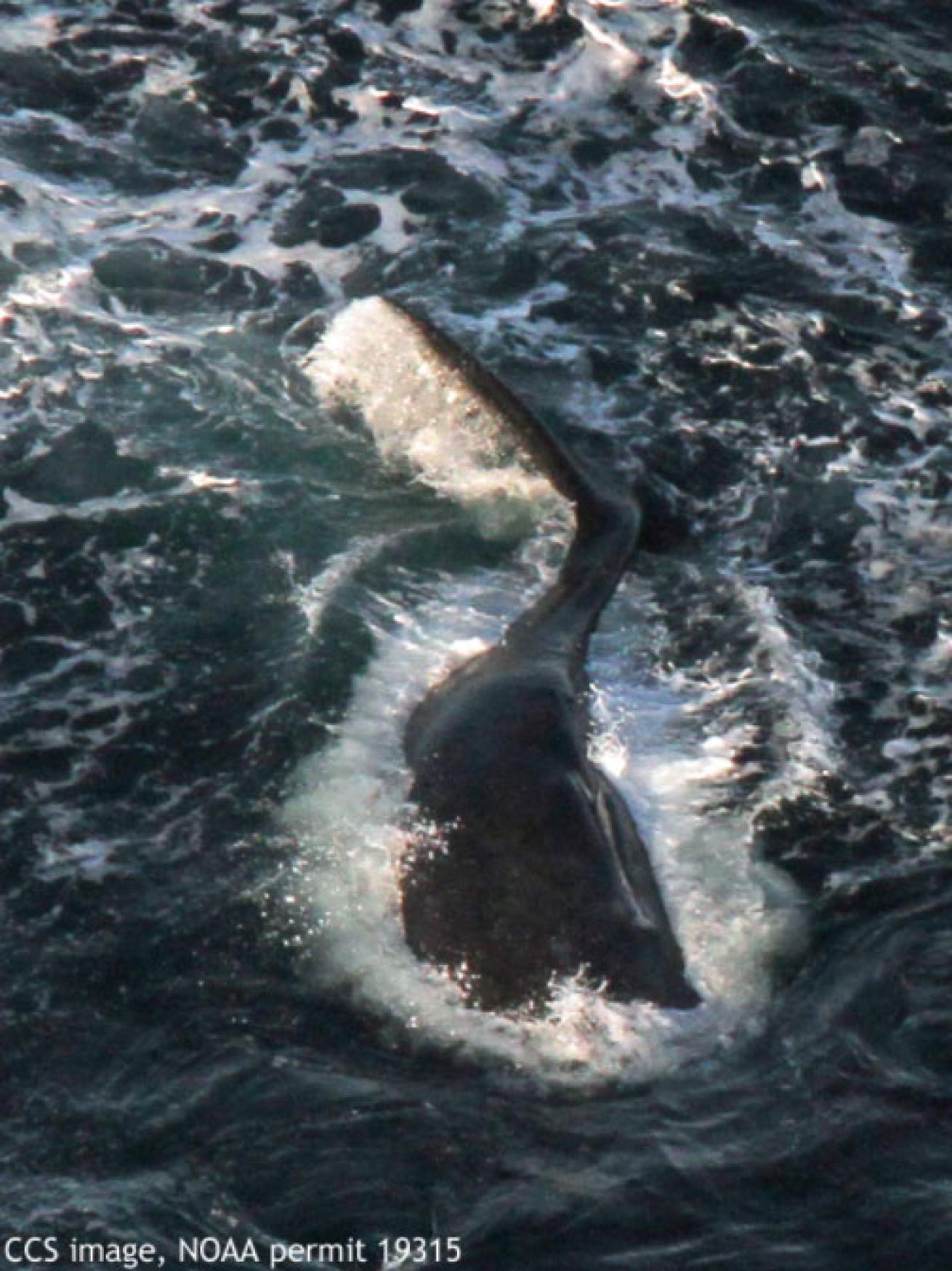 right whale calf