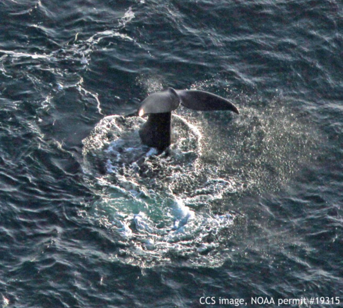 right whale tail slapping