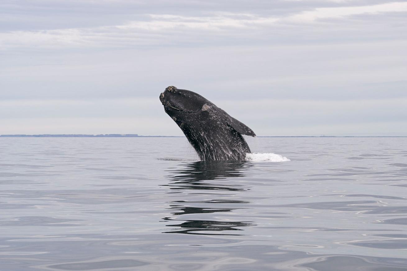 right whale breaching