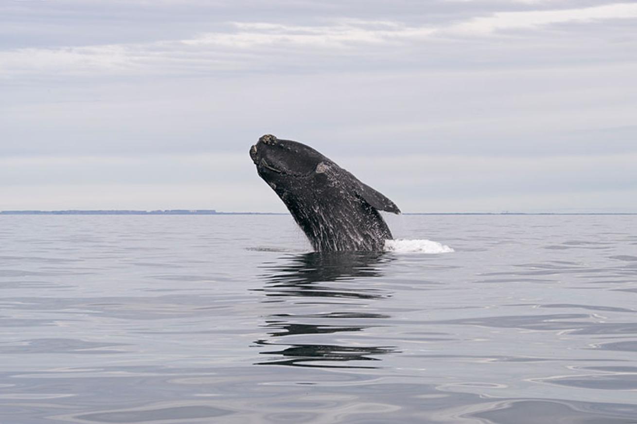 right whale