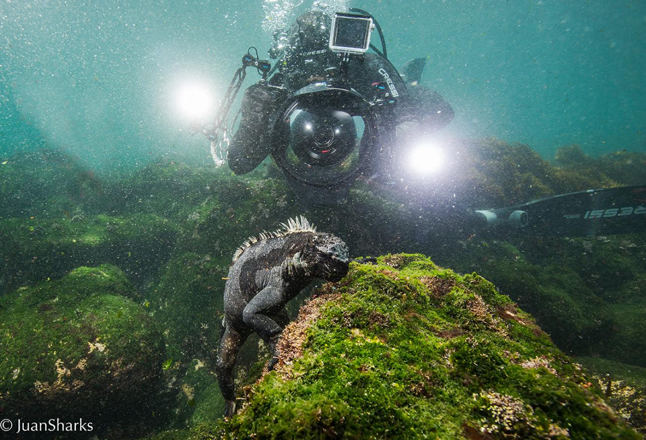 marine iguana galapagos