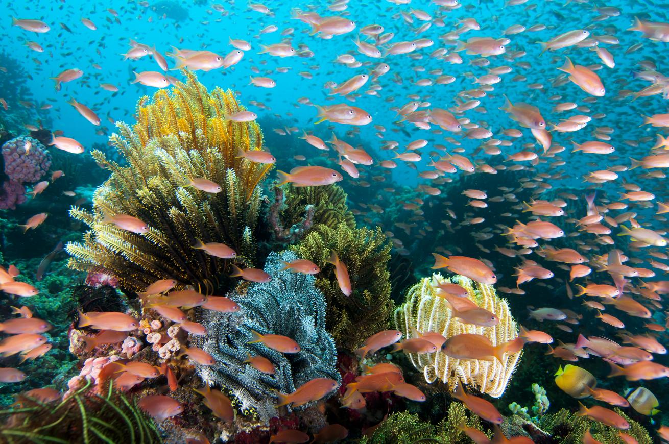 Roma scuba diving site Wakatobi