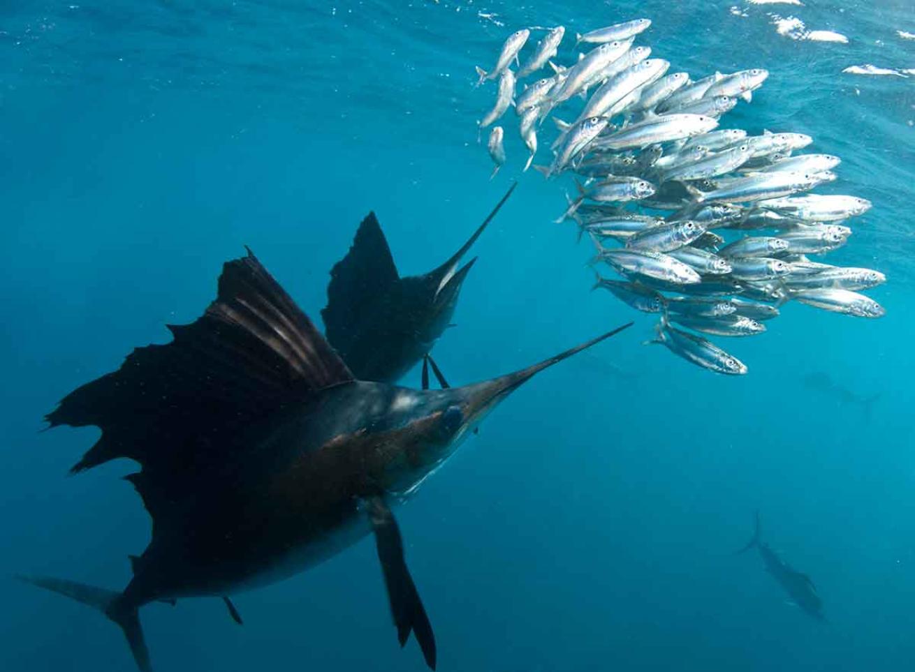 sailfish swimming speed