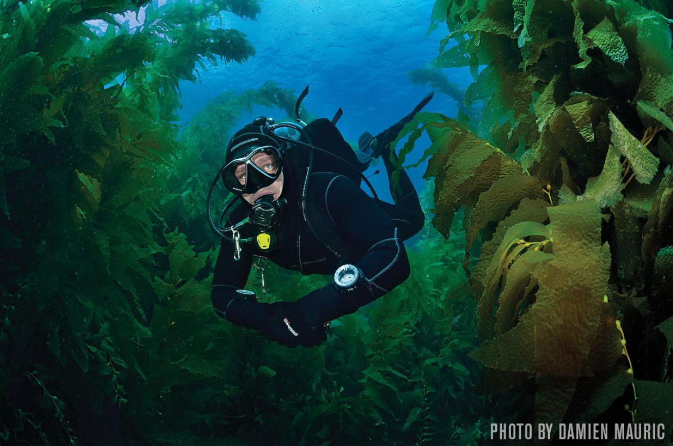 Kelp scuba diving s