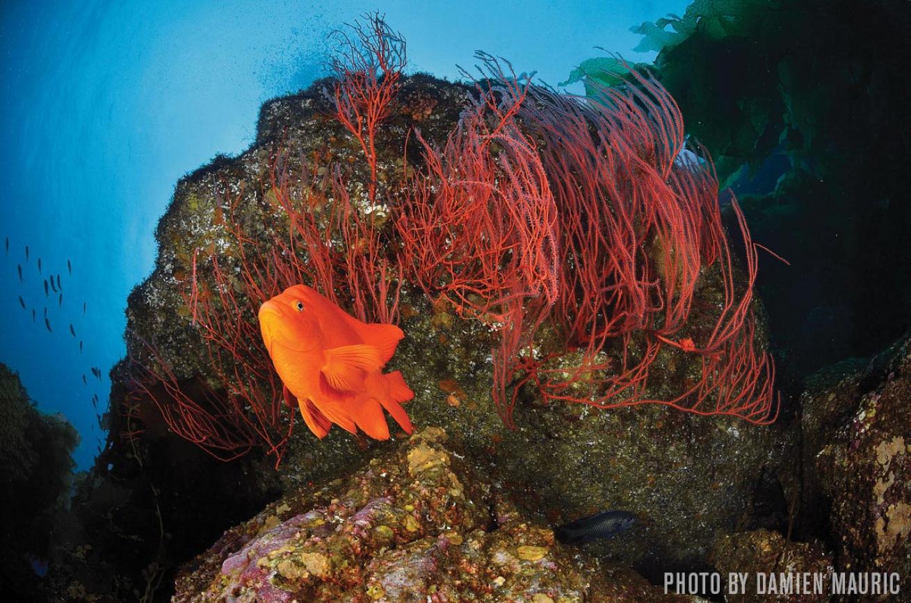 Scuba diving garibaldis San Clemente Island