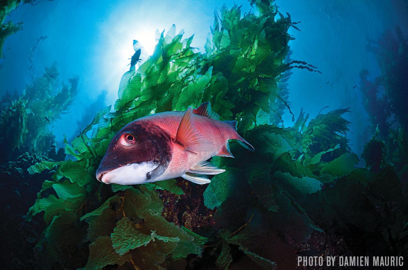 Sheephead fish San Clemente scuba diving