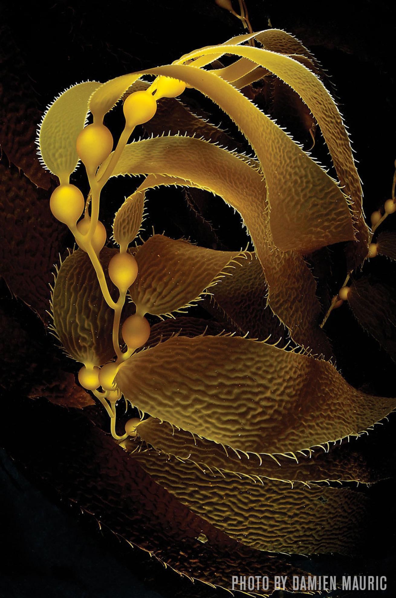 Kelp scuba diving San Clemente Island