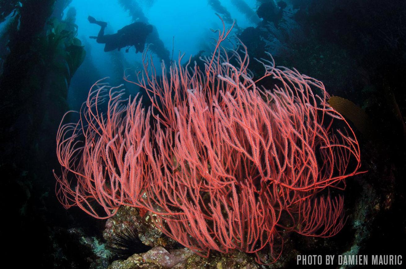 Gorgonian San Clemente Island scuba diving