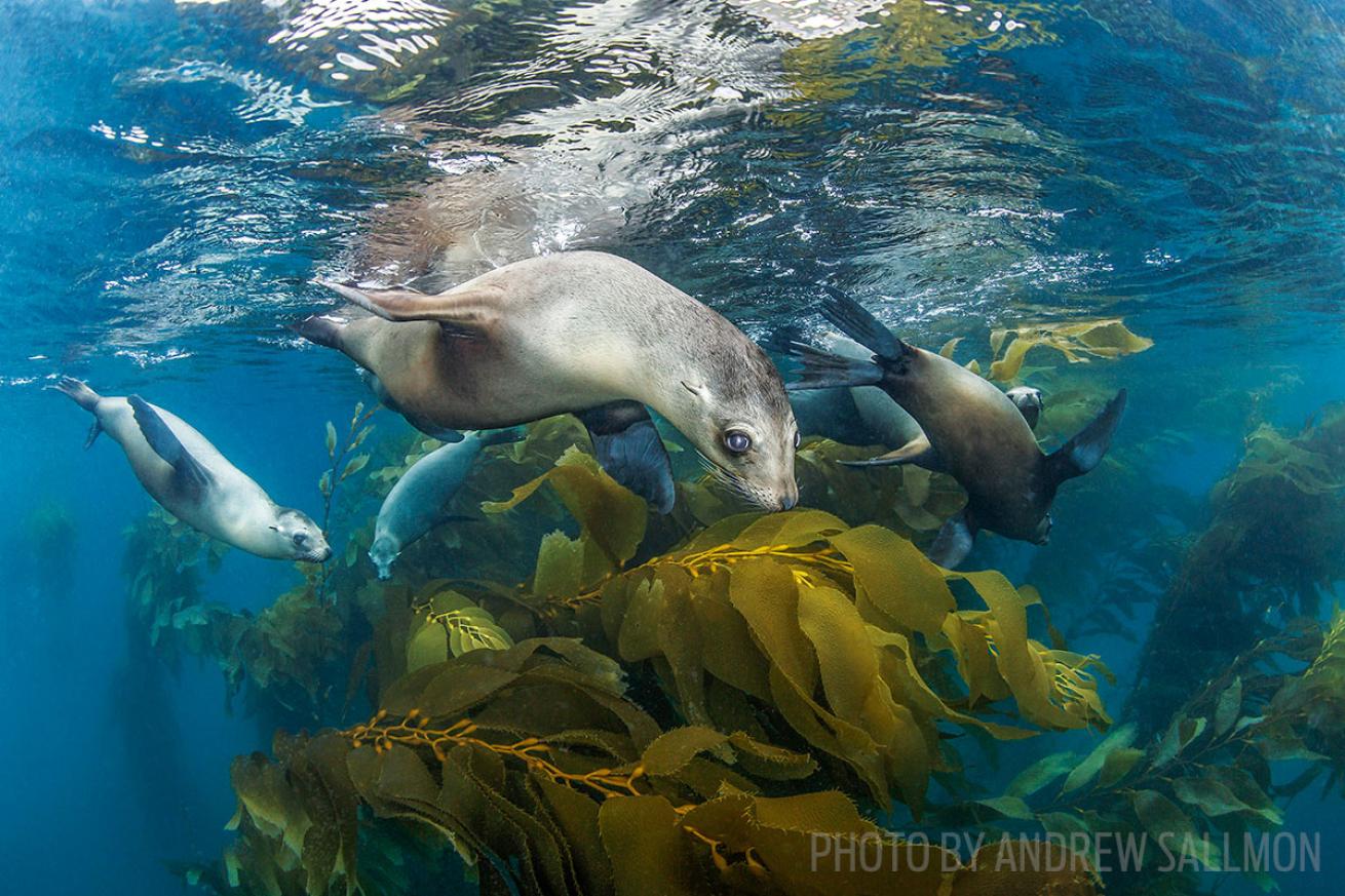 scuba diving with sea lions