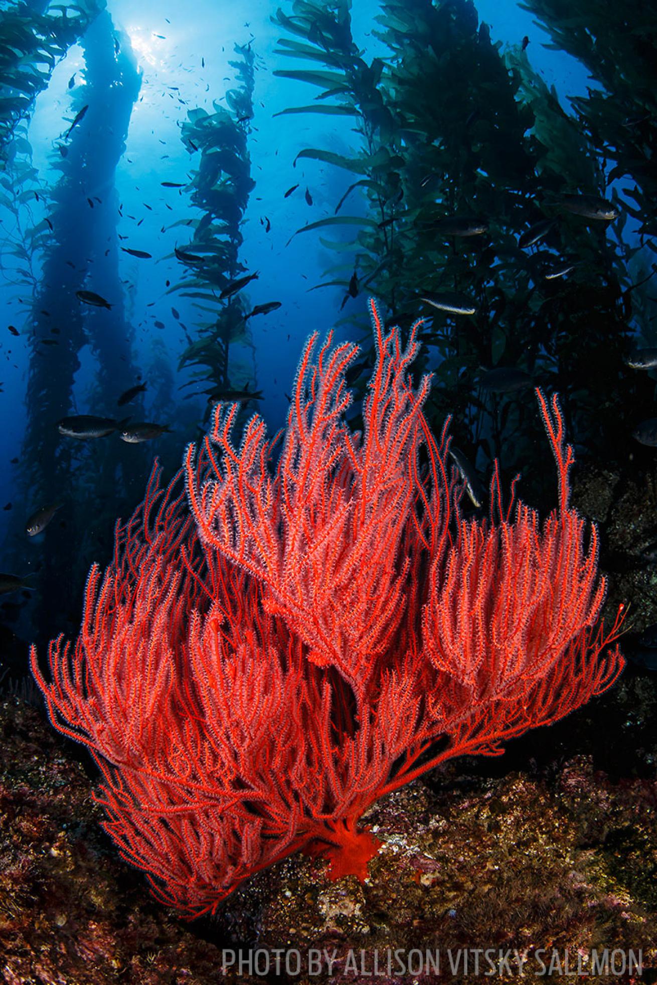 scuba diving the channel islands of california