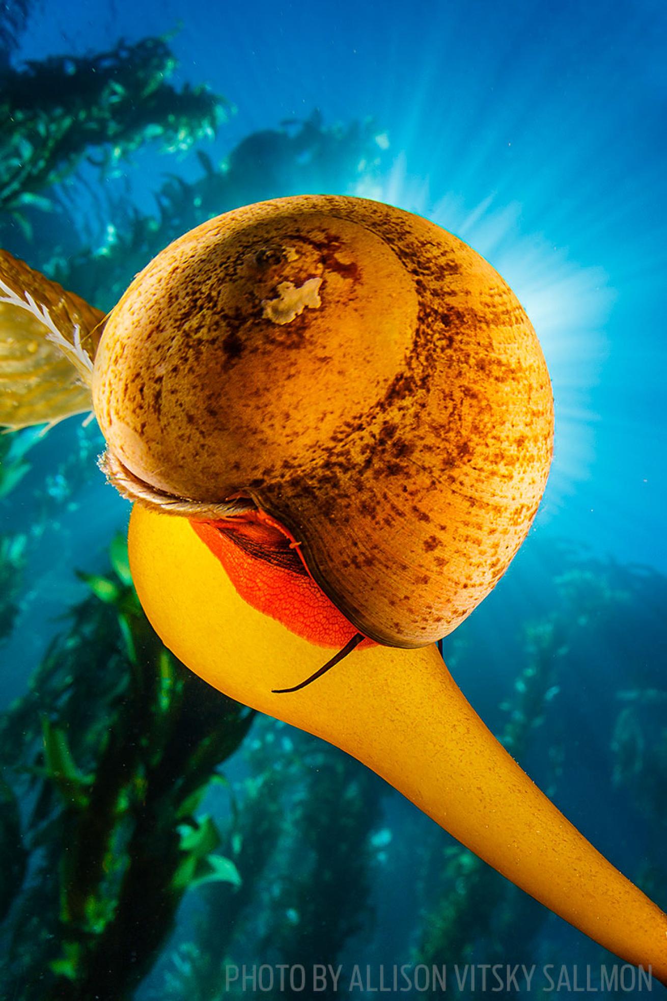 scuba diving the channel islands of california
