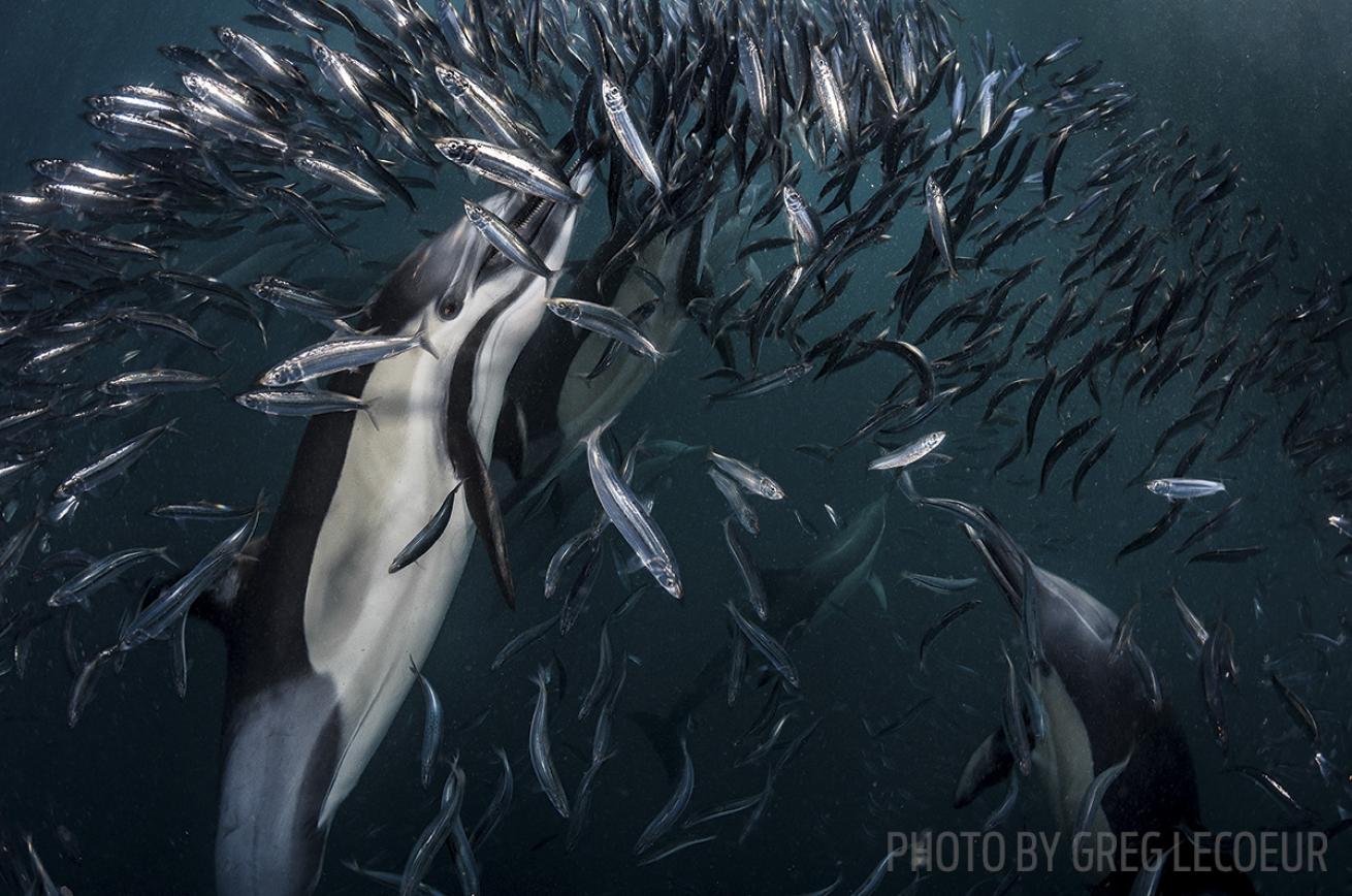 sardine run scuba diving