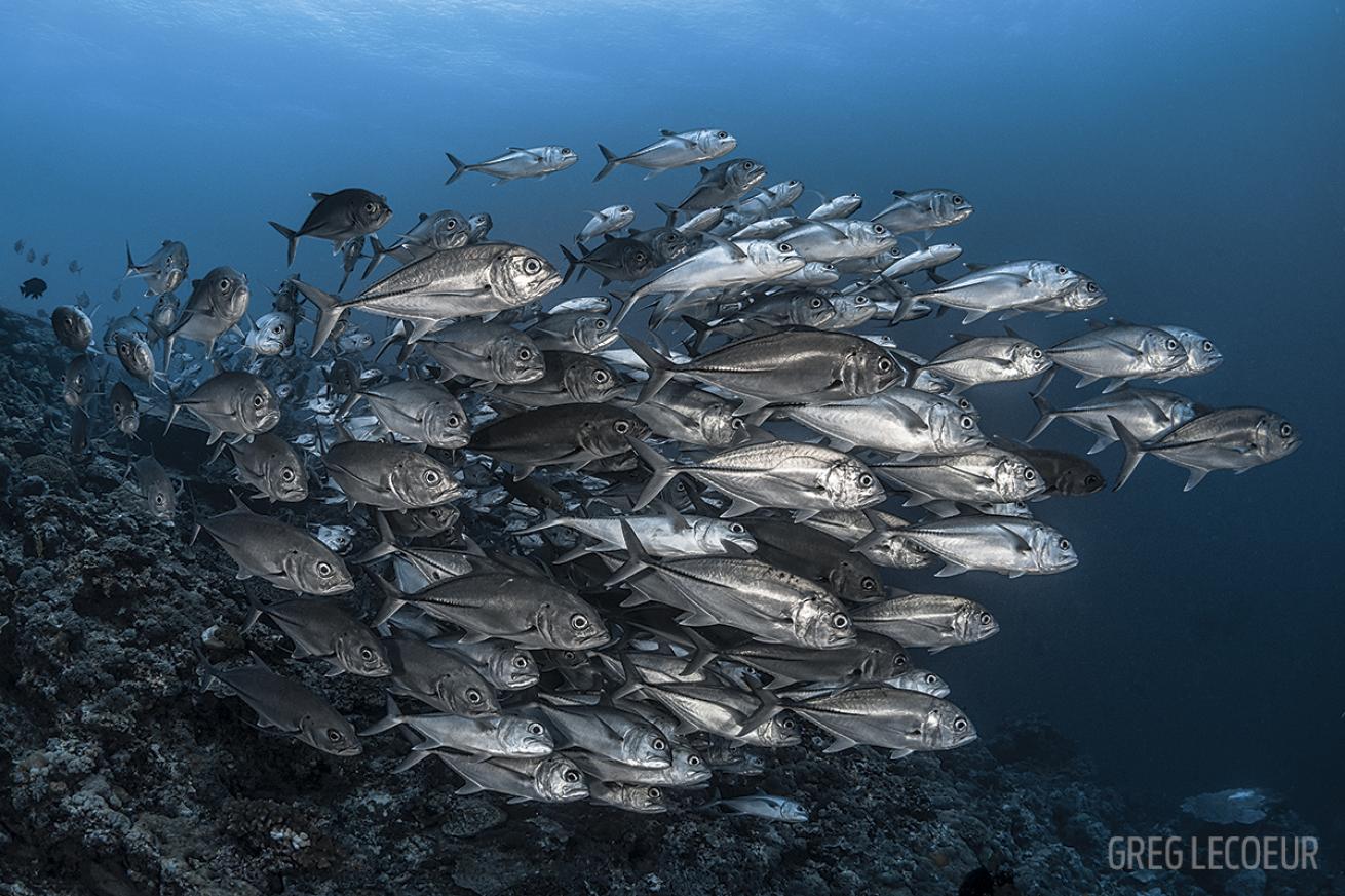 school bigeye trevally