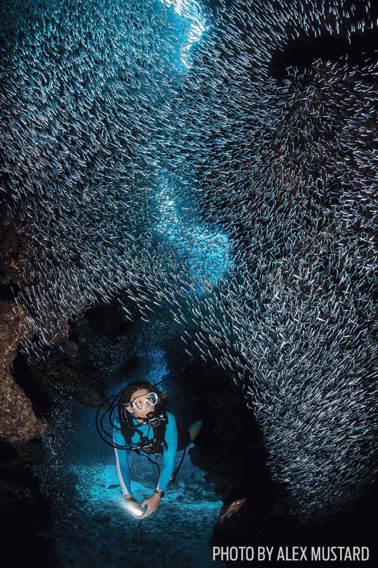 Schooling fish and scuba diver underwater photo