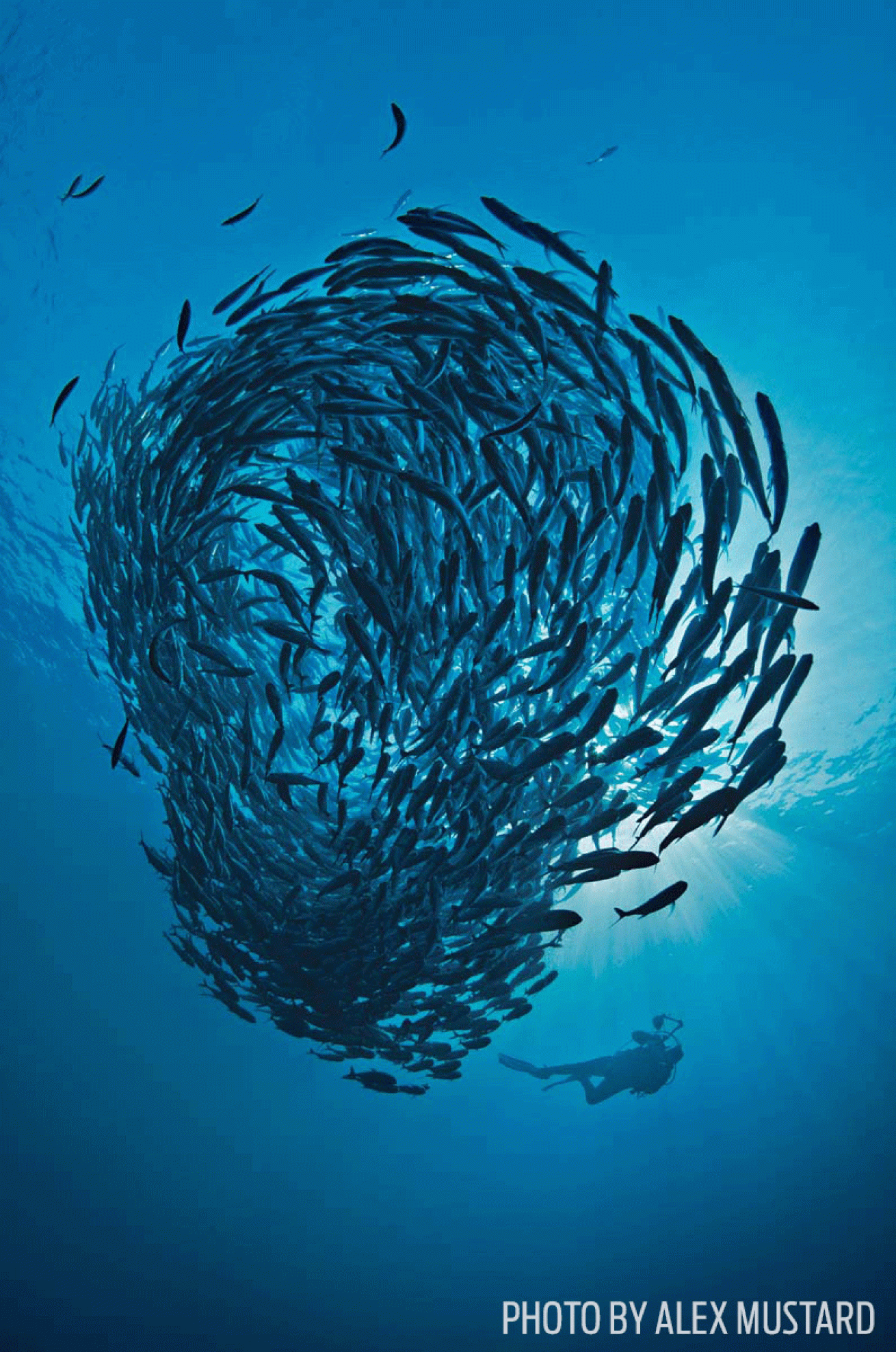 schooling fish baitball underwater photo