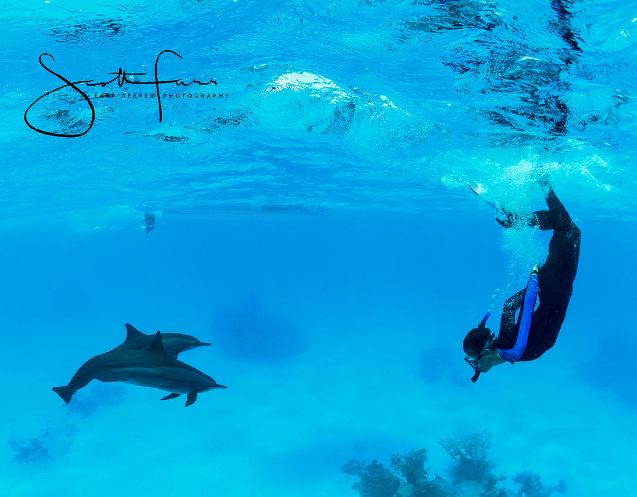 dolphin photo