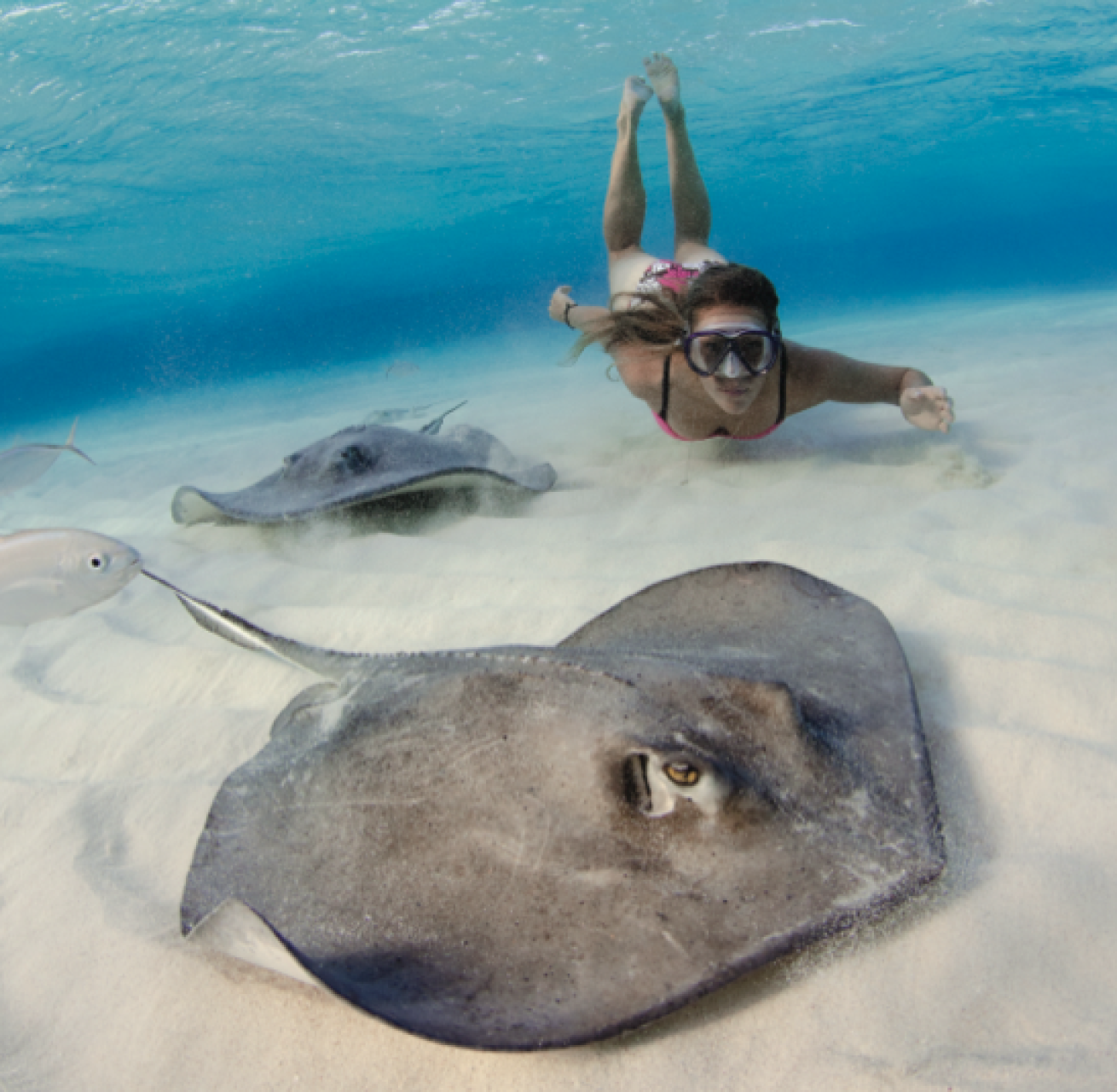 stingray city