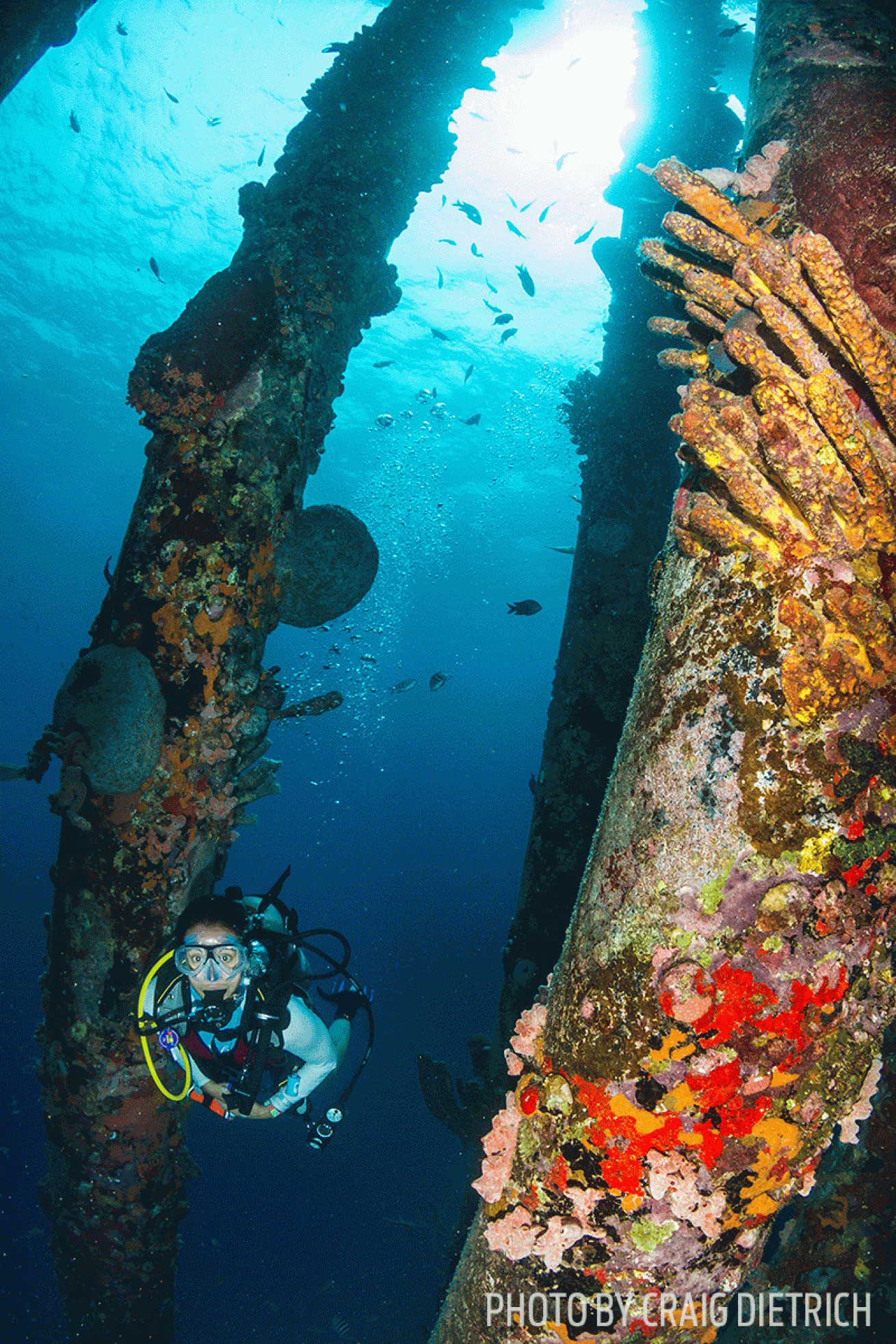 Scuba diver underwater photo coral reef