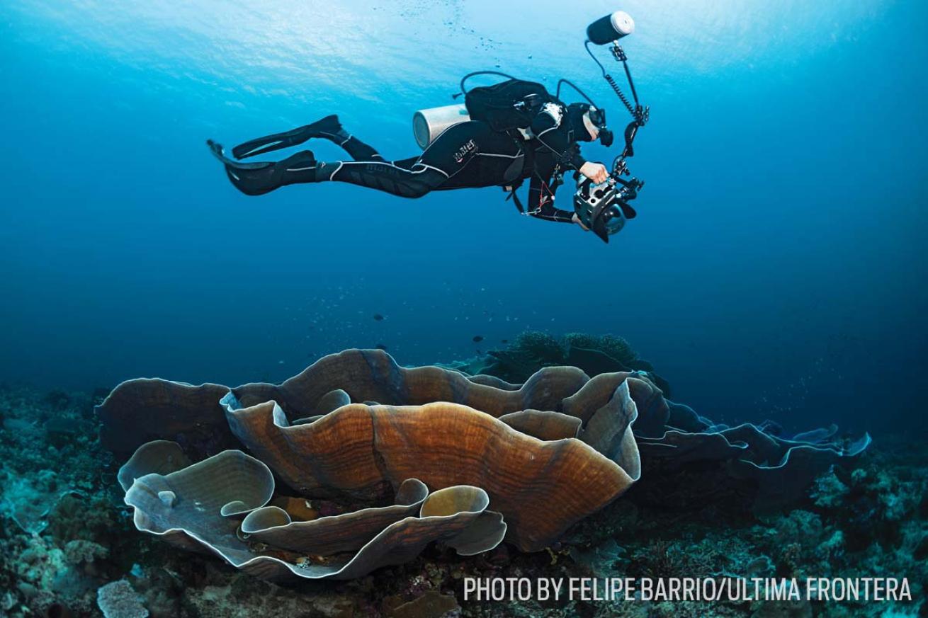 wakatobi scuba diving disc coral