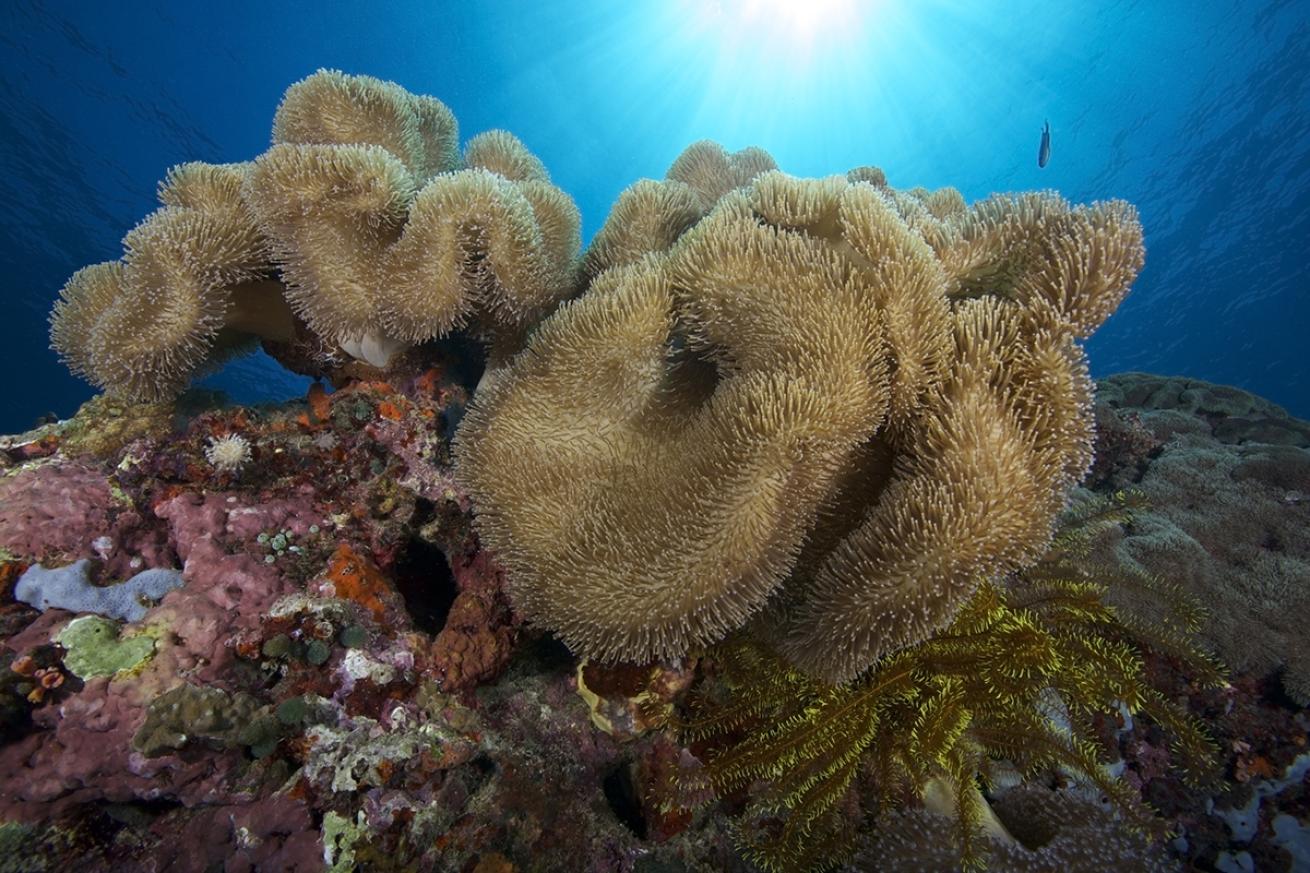 scuba diving Philippines