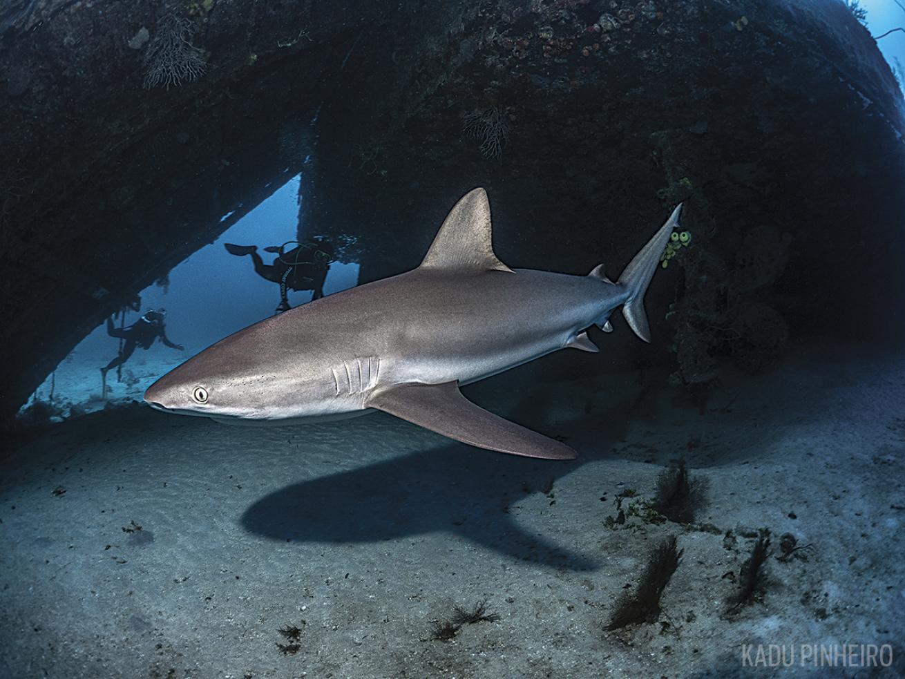 shark bahamas