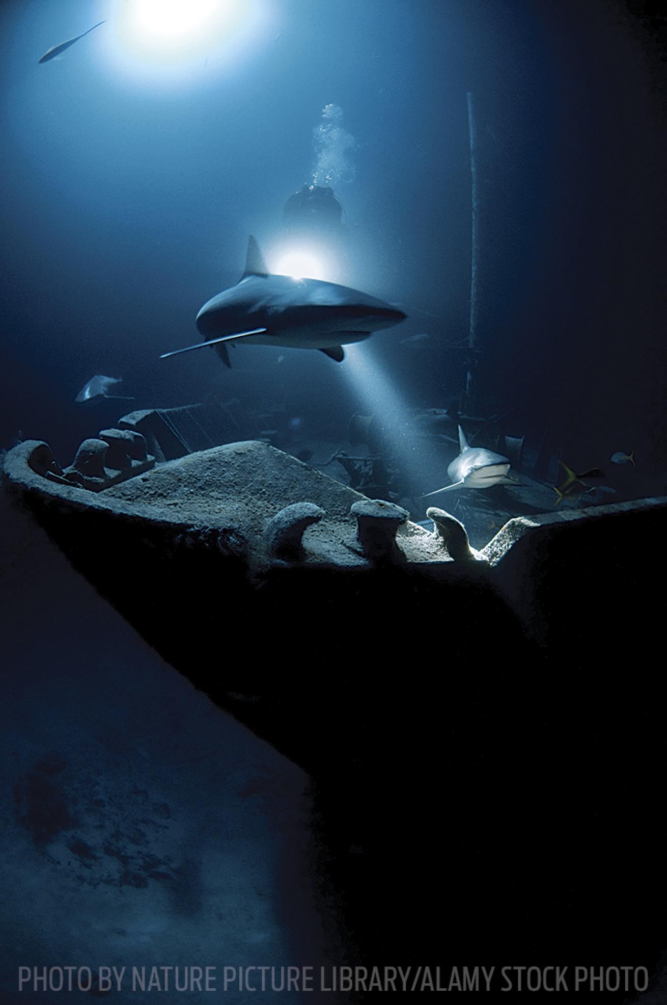 scuba diving ray of hope Bahamas sharks
