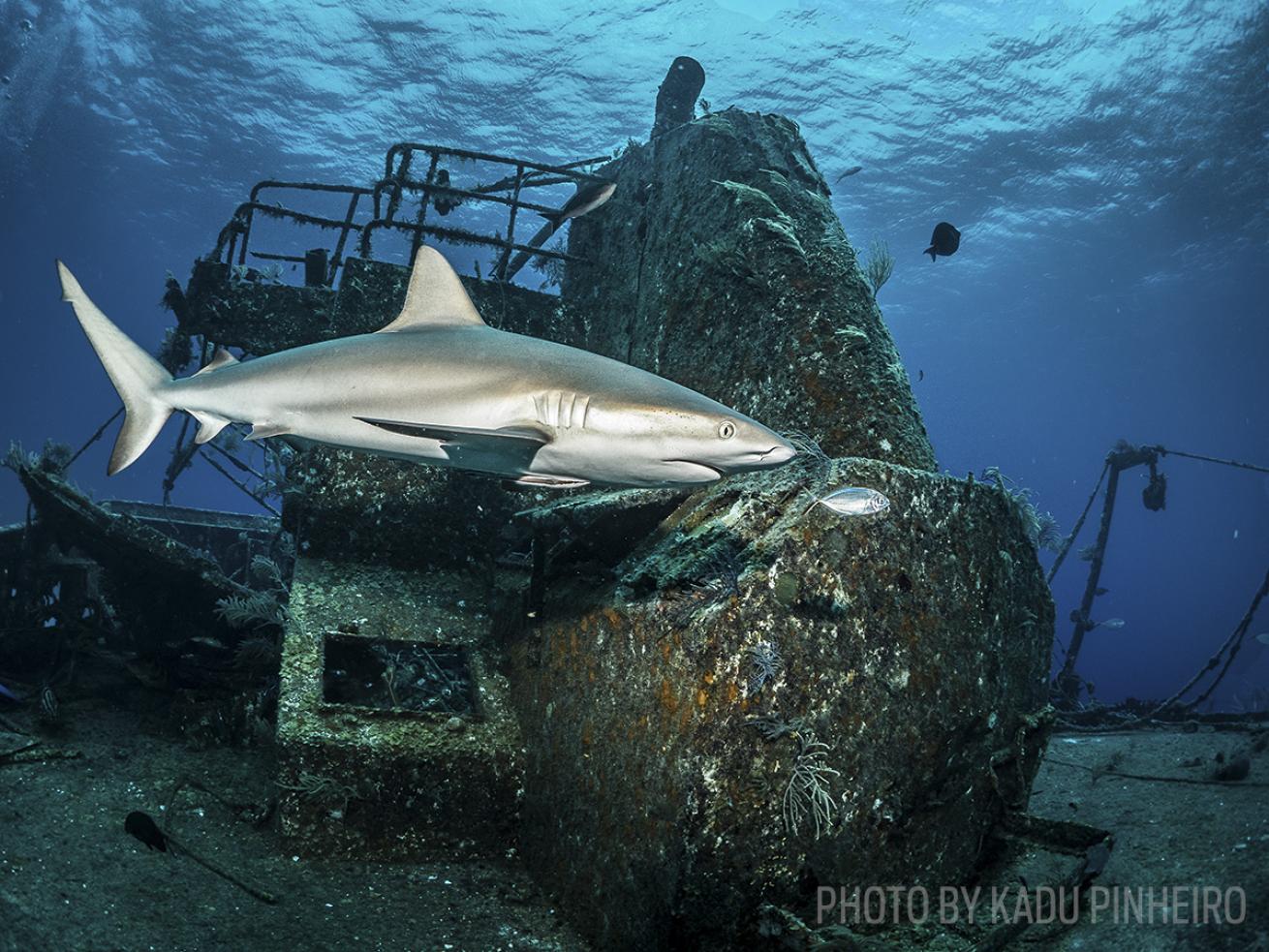 bahamas shark scuba diving ray of hope