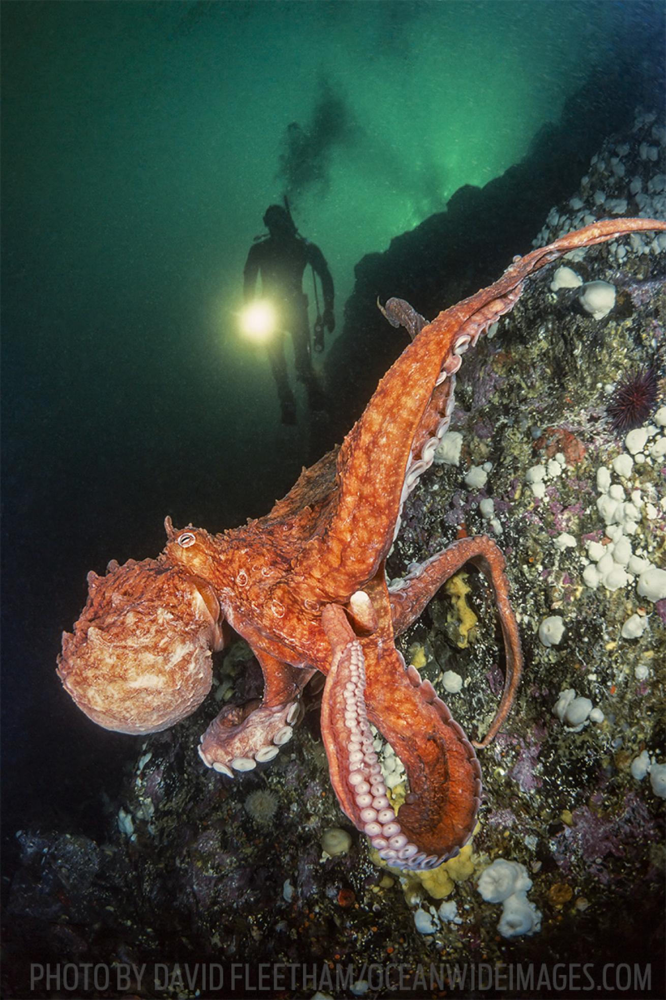 giant pacific octopus scuba diving