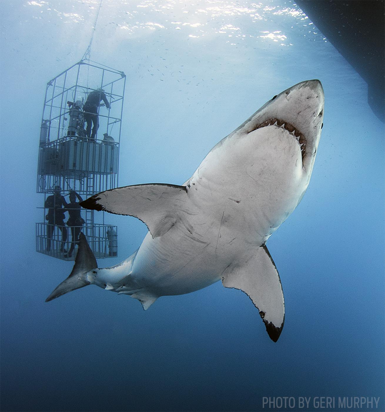 cage diving sharks guadalupe island