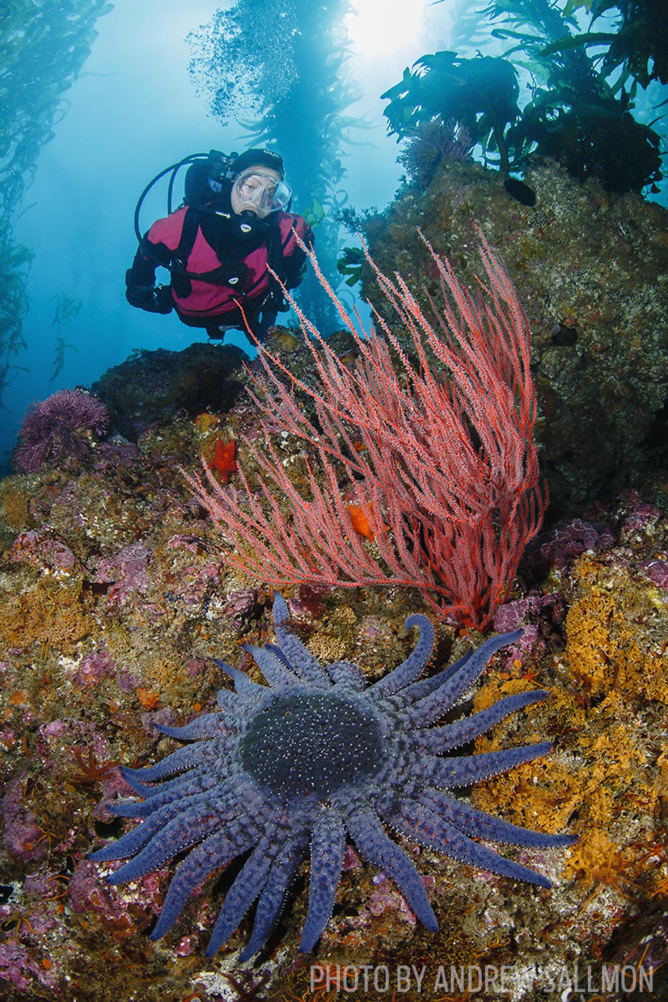 channel islands scuba diving