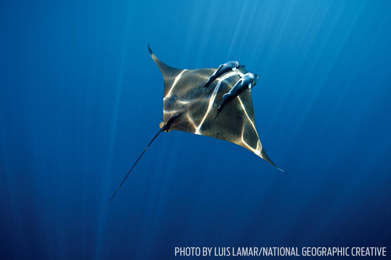 devil ray underwater photo