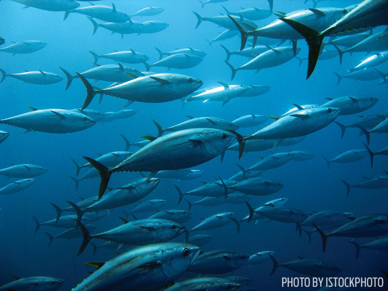 school tuna underwater